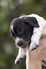 braque d'Auvergne puppies