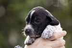 braque d'Auvergne puppies