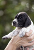 braque d'Auvergne puppies