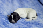 braque d'Auvergne puppies