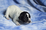 braque d'Auvergne puppies