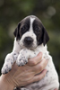 braque d'Auvergne puppies