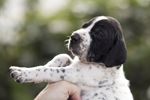 braque d'Auvergne puppies