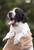 braque d'Auvergne puppies