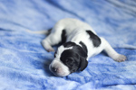 braque d'Auvergne puppies