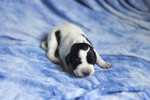 braque d'Auvergne puppies