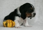 baset hound BEEFEATER