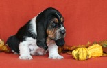 basset hound BEEFEATER
