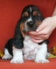 basset hound BEEFEATER