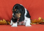 basset hound BEEFEATER