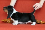 basset hound BEEFEATER