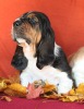 basset hound BEEFEATER