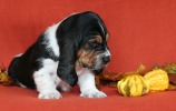 basset hound BEEFEATER