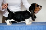 basset hound BEEFEATER