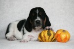 baset hound �t��ata BELTINE