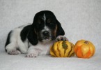 baset hound �t��ata BELTINE