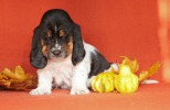 basset hound �t��ata BELTINE