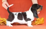 basset hound �t��ata BELTINE