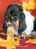 basset hound �t��ata BELTINE