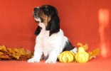 basset hound �t��ata BELTINE