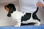 basset hound �t��ata BELTINE