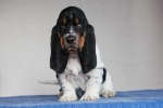 basset hound �t��ata BELTINE