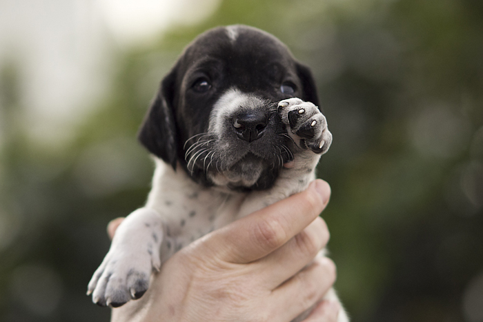 Braque d'Auvergne puppies