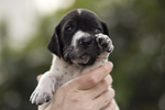 braque d'Auvergne puppies