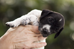 braque d'Auvergne puppies