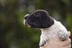 braque d'Auvergne puppies