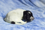 braque d'Auvergne puppies
