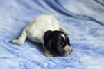 braque d'Auvergne puppies