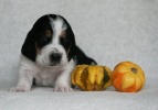 baset hound BILLIE JEAN