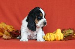 basset hound BILLIE JEAN