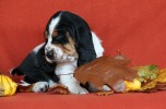 basset hound BILLIE JEAN