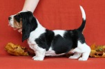 basset hound BILLIE JEAN