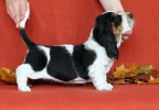 basset hound BILLIE JEAN