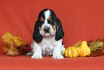 basset hound BILLIE JEAN