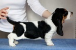 basset hound BILLIE JEAN