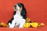basset hound �t��ata BLACKJACK