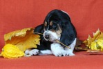 basset hound �t��ata BLACKJACK