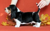 basset hound �t��ata BLACKJACK