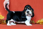 basset hound �t��ata BLACKJACK
