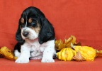 basset hound �t��ata BLACKJACK