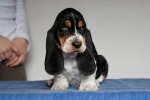 basset hound �t��ata BLACKJACK