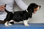 basset hound �t��ata BLACKJACK