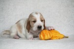 baset hound �t��ata BLANCHE