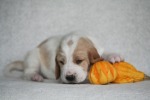 baset hound �t��ata BLANCHE