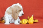 basset hound �t��ata BLANCHE