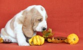 basset hound �t��ata BLANCHE